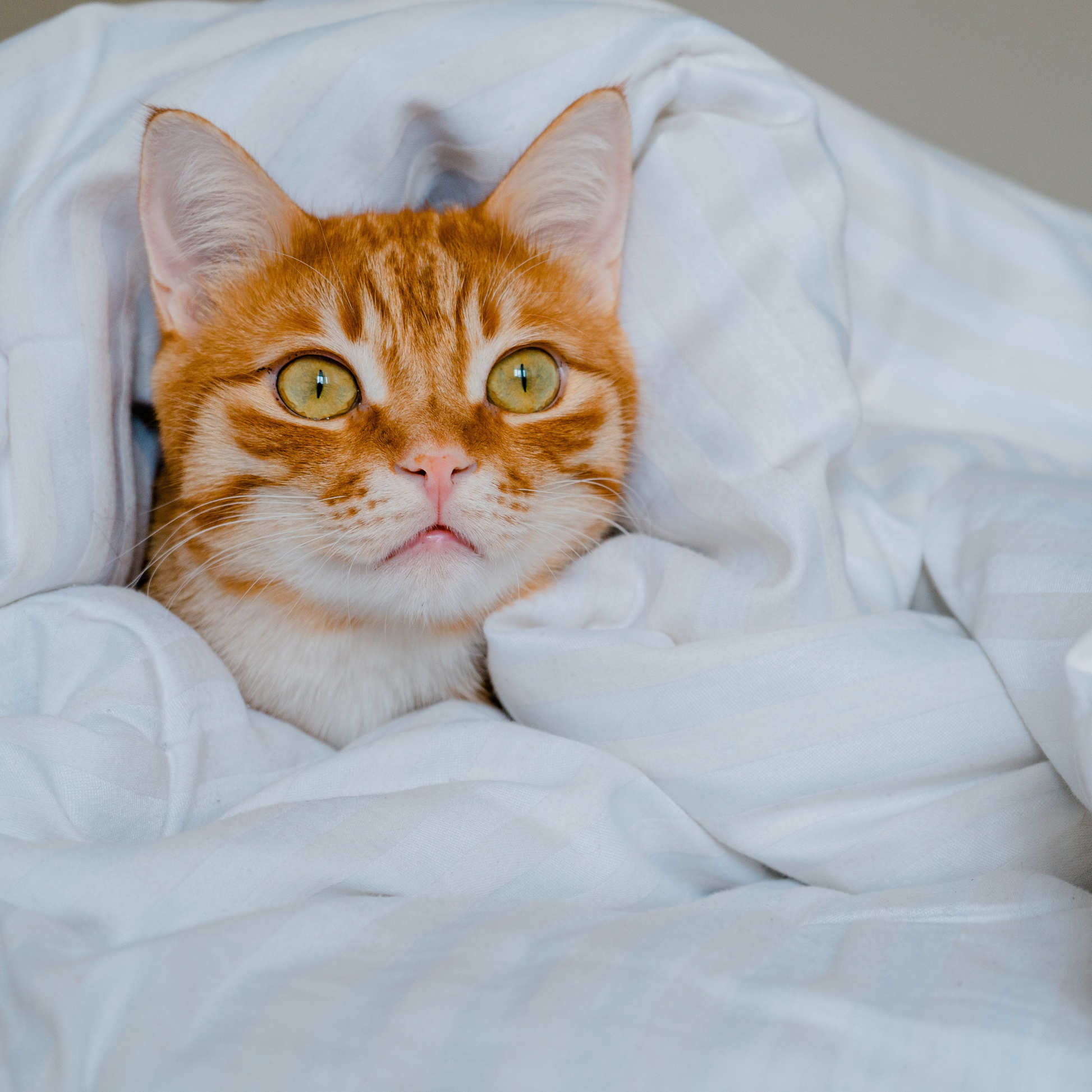Orange and white cat peeking out from under a white bamboo duvet