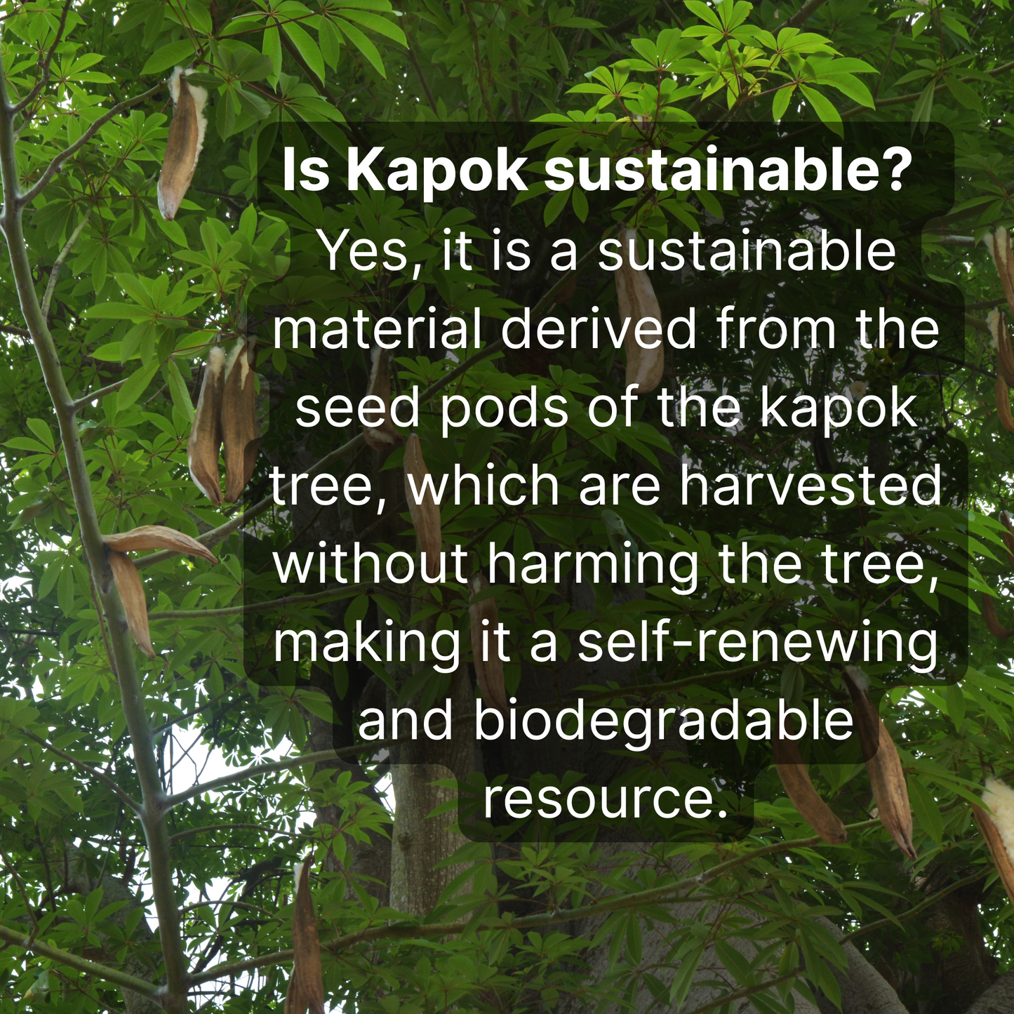 Kapok tree with seed pods and text about sustainability