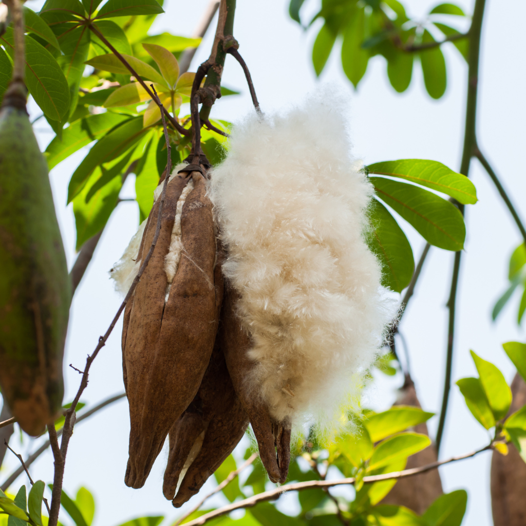 Kapok seed pods with fluffy white kapok fiber hanging from a tree branch.