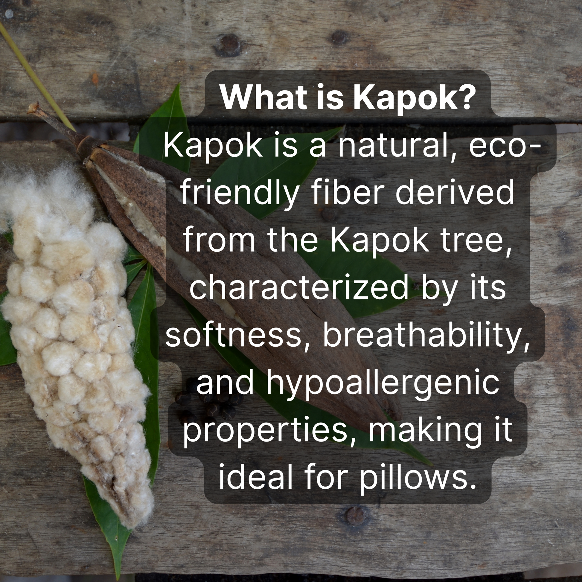 What is Kapok, Buy kapok pillows, white kapok fibers, kapok canada