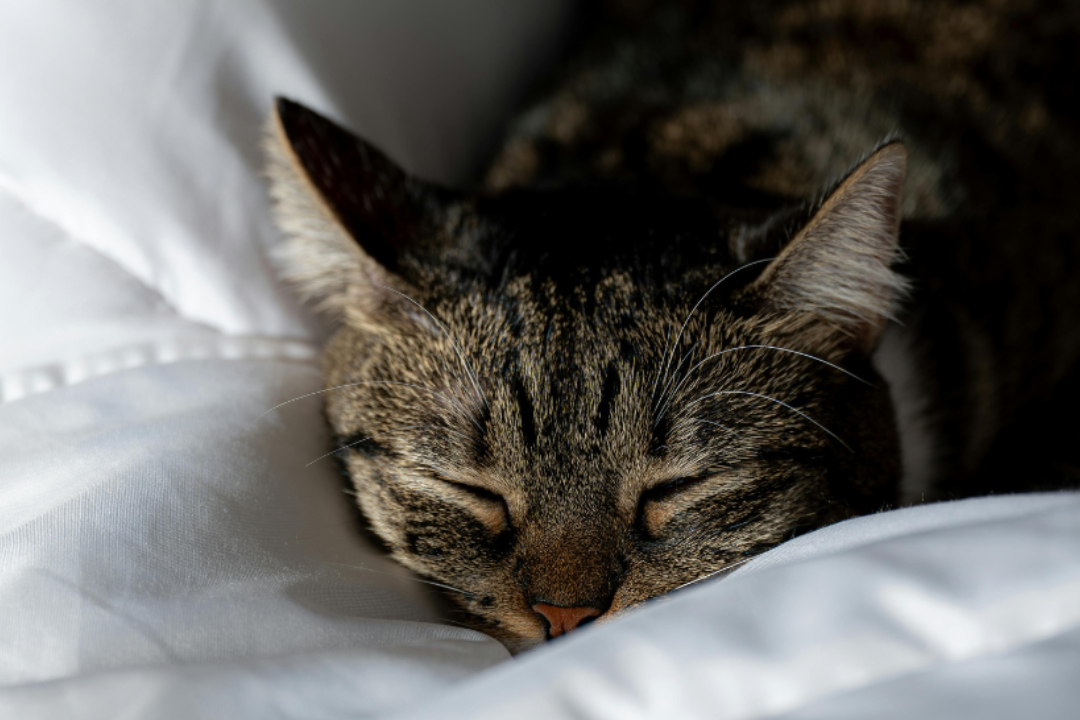 Cat is sleeping peacefully on a natural Zangoods Duvets.